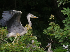 サギのコロニ-の様子