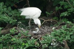 サギのコロニ-の様子