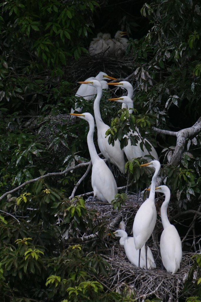 サギのコロニ-の様子