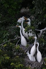 サギのコロニ-の様子