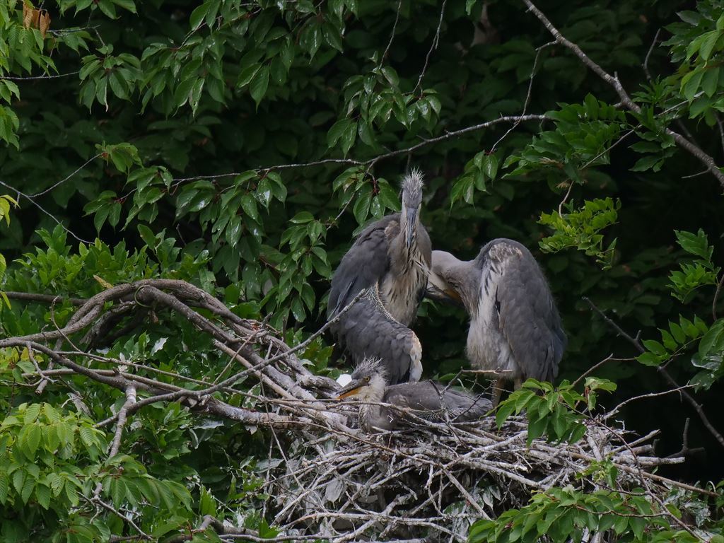 サギのコロニ-の様子
