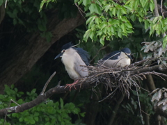 サギのコロニ-の様子