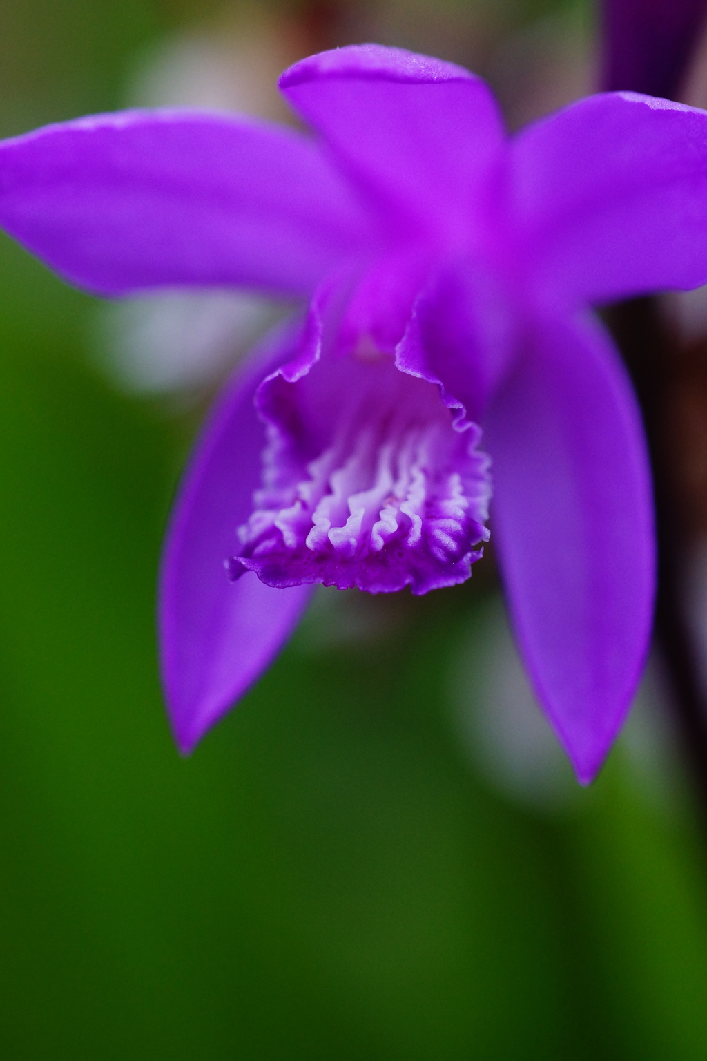 MINOLTA 58mm F1.4