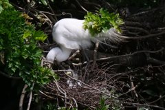 サギのコロニ-の様子