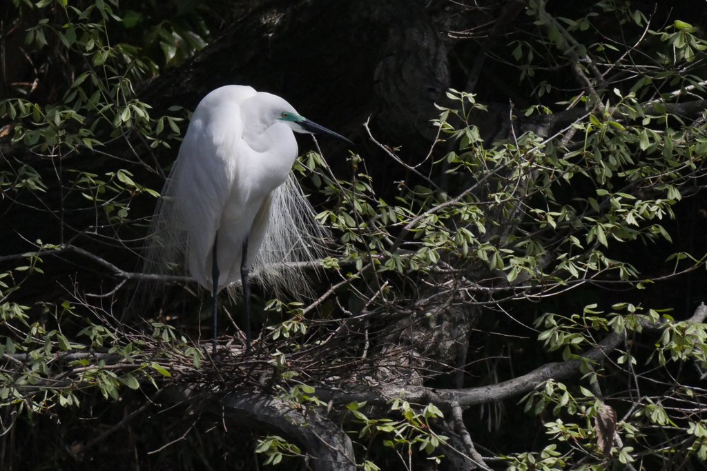 サギのコロニ-の様子