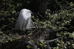 サギのコロニ-の様子