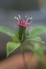 LENSBABY   EOSフルサイズ試写