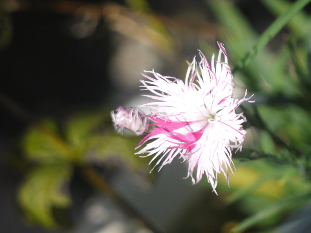 引き伸ばしレンズでの試し撮り