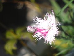 引き伸ばしレンズでの試し撮り