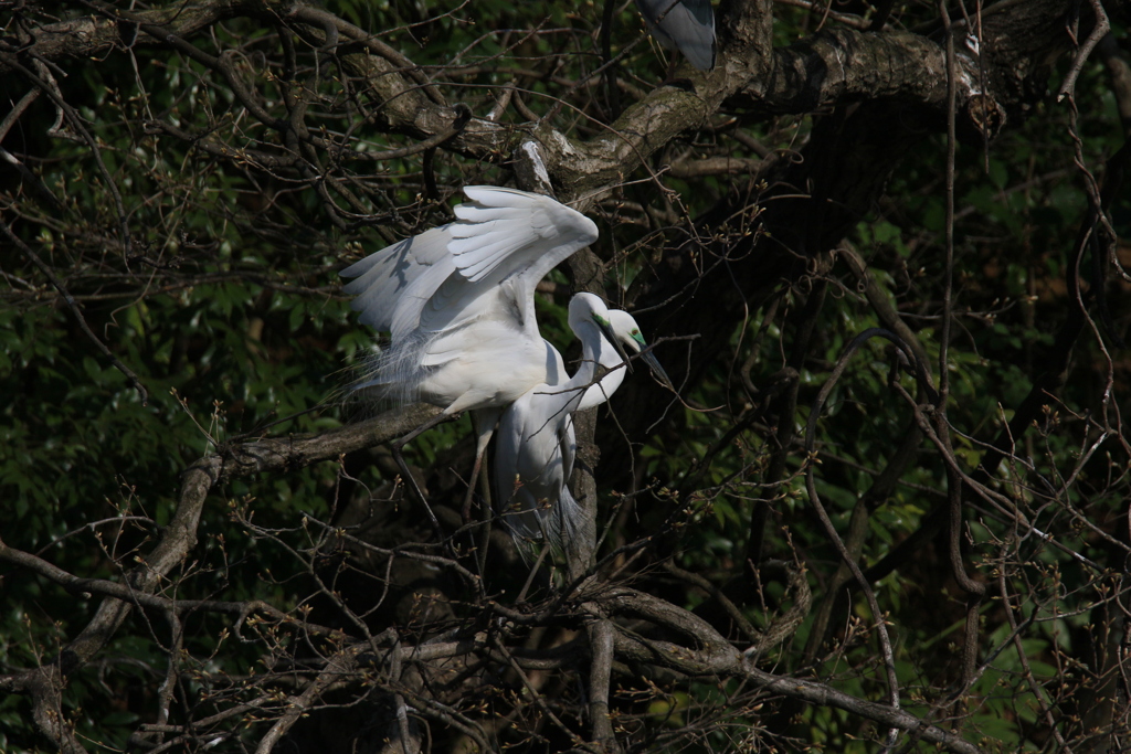サギのコロニーの様子
