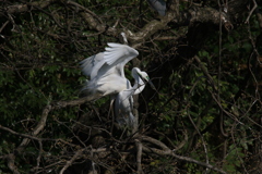 サギのコロニーの様子