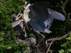 サギのコロニ-の様子