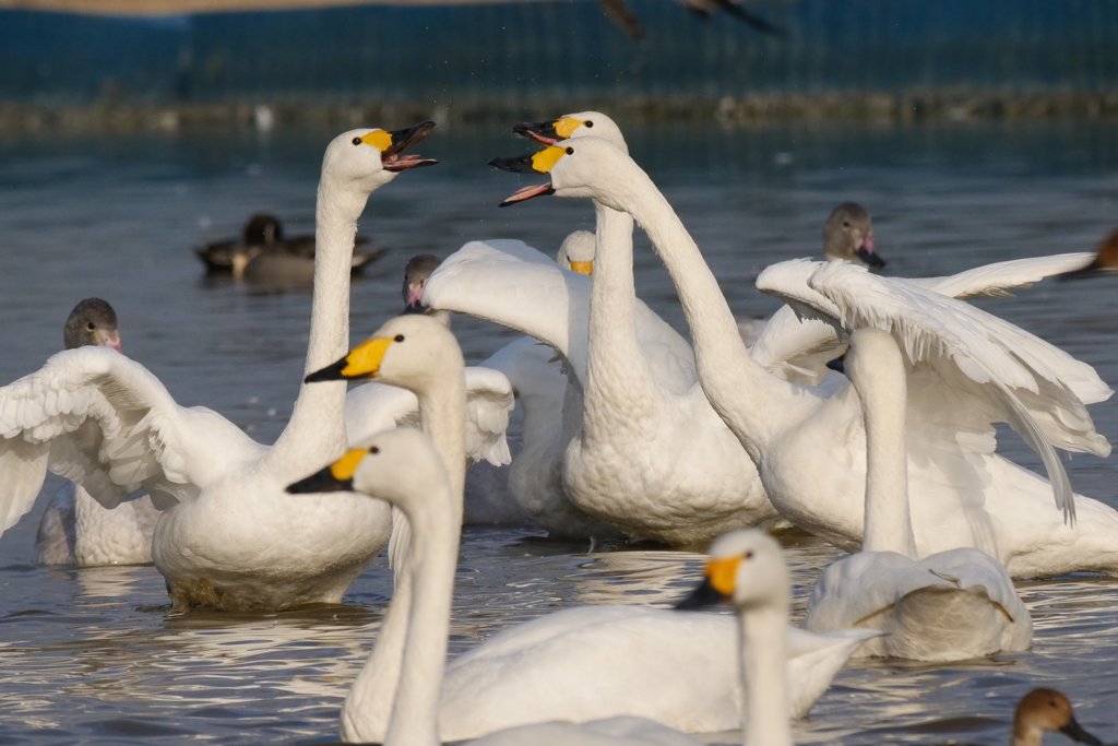 印西市本埜の白鳥