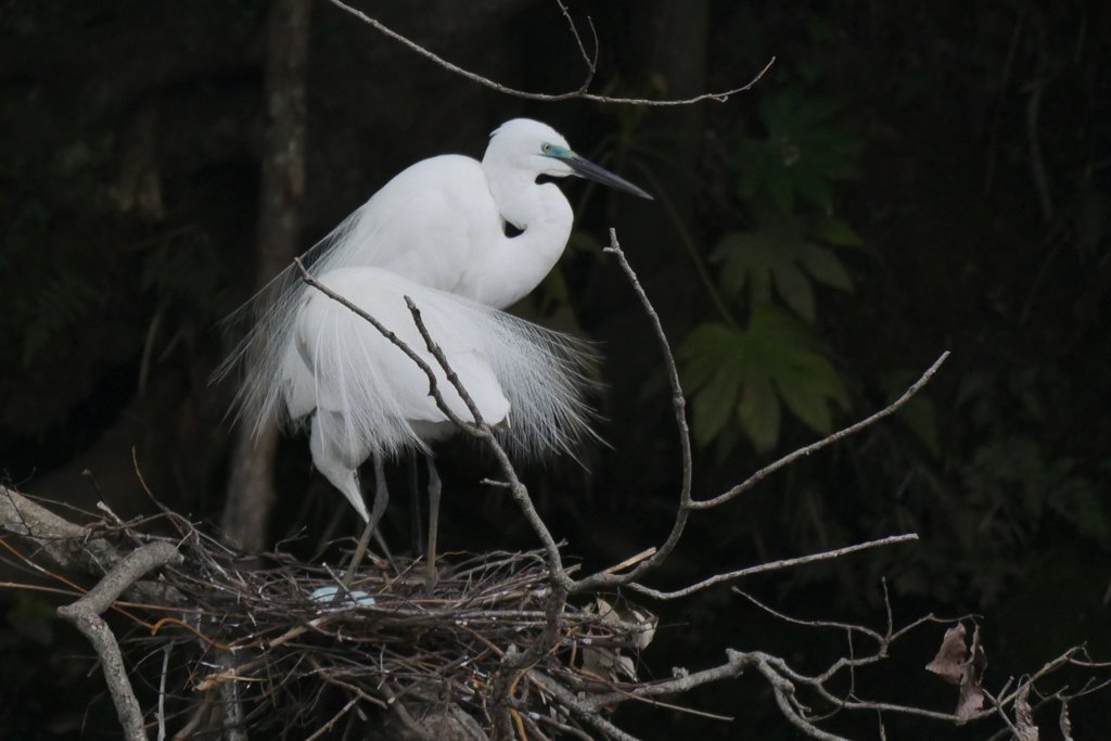 サギのコロニ-の様子