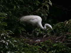 サギのコロニ-の様子