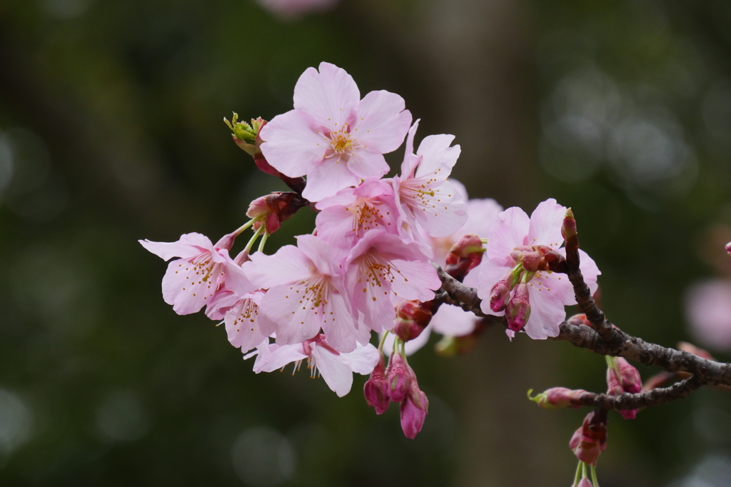 寒桜