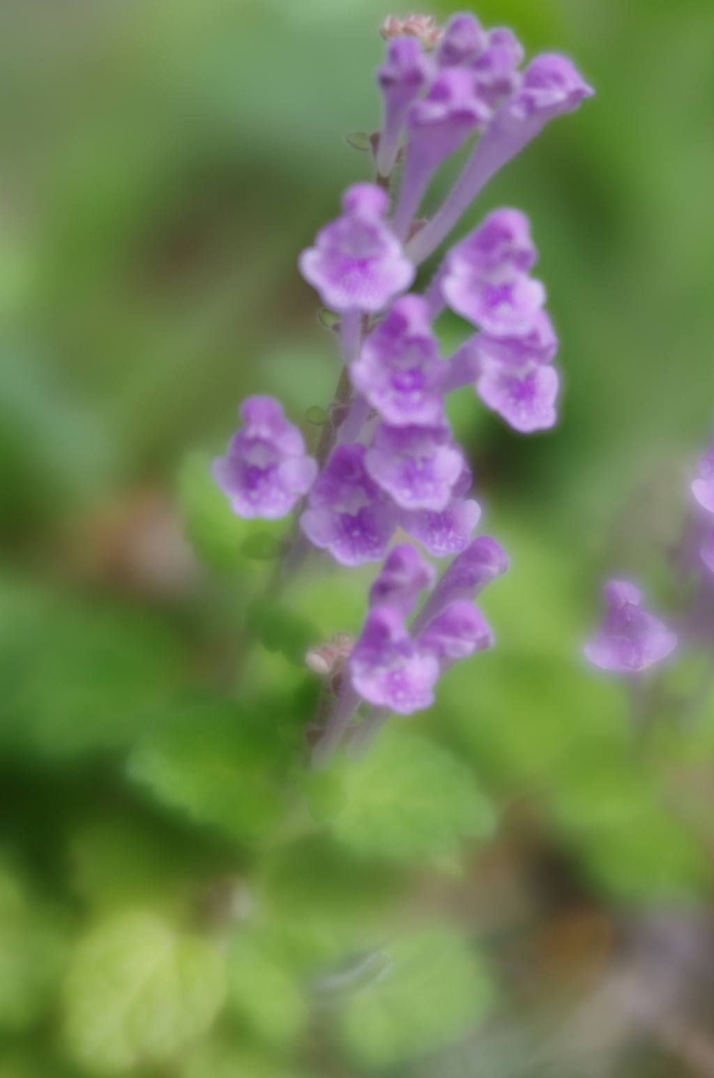 Lensbaby ソフトレンズ Velvet 56 56mm