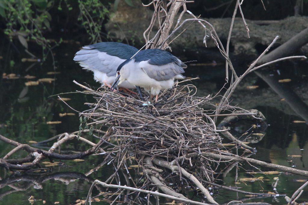サギのコロニ-の様子