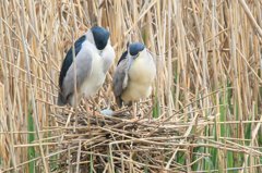サギのコロニ-の様子