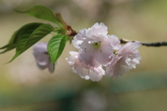 家の近くの桜