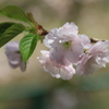 家の近くの桜