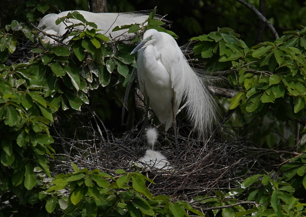 サギのコロニ-の様子