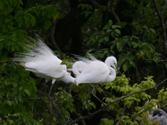 サギのコロニ-の様子