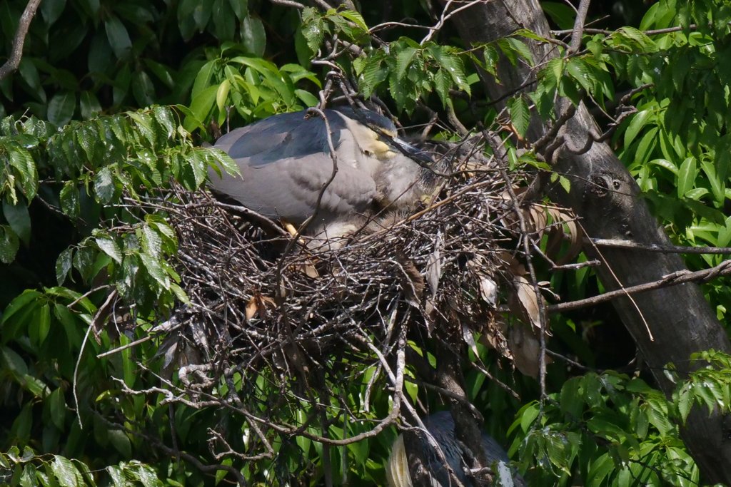 サギのコロニ-の様子
