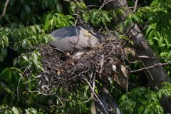 サギのコロニ-の様子