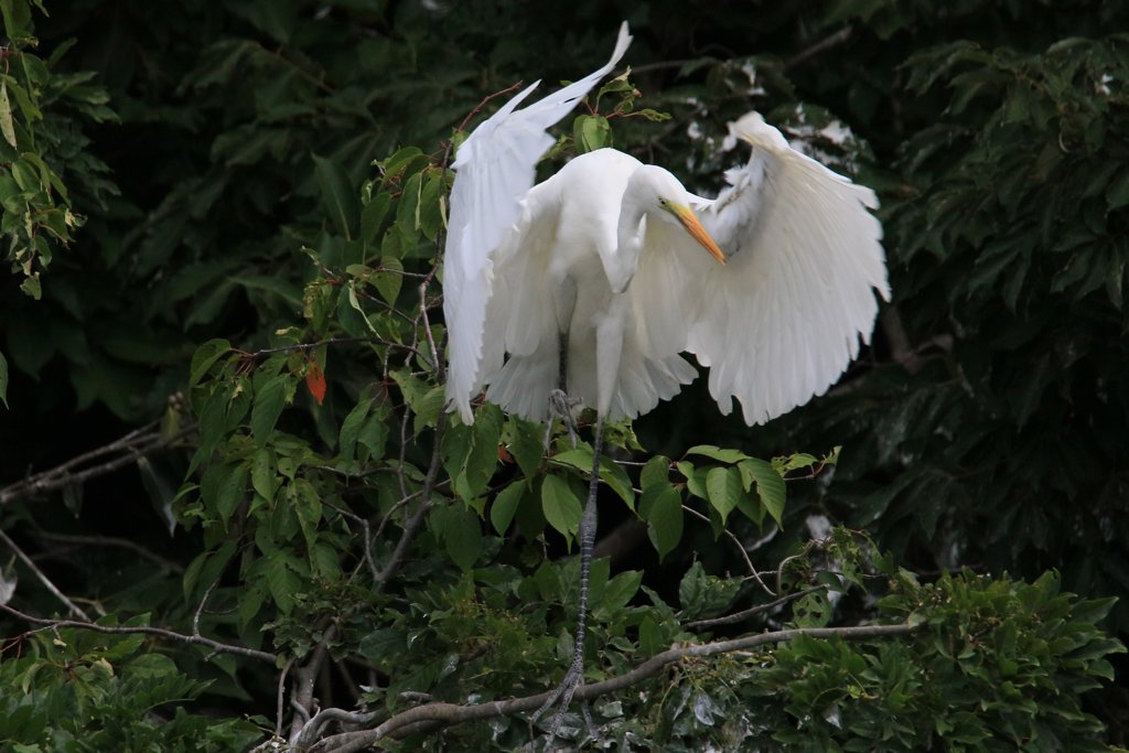 サギのコロニ-の様子