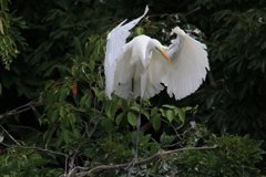 サギのコロニ-の様子