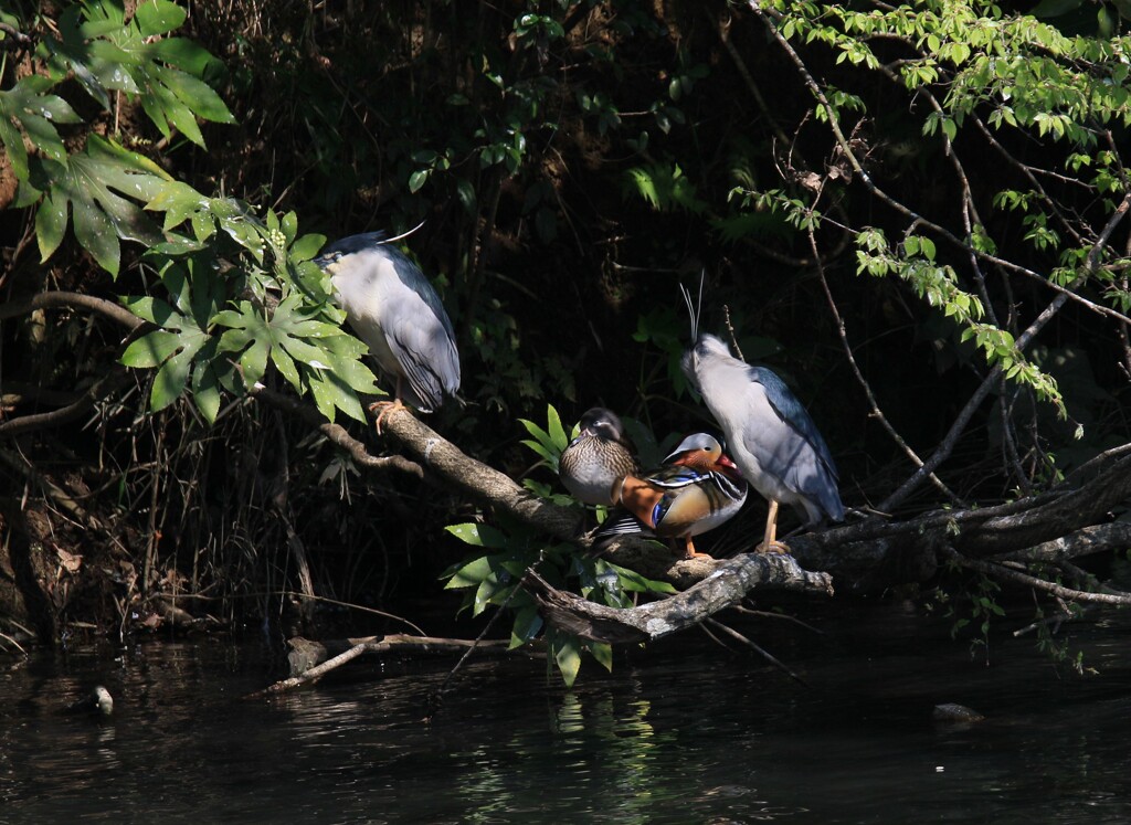 サギのコロニ-の様子