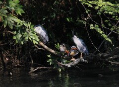 サギのコロニ-の様子