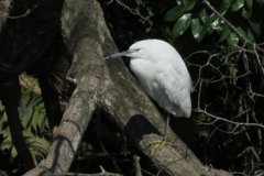 サギのコロニ-の様子