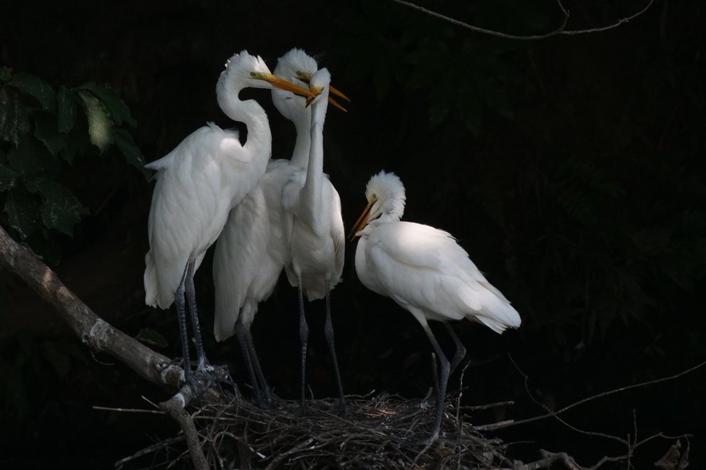 サギのコロニ-の様子