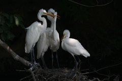 サギのコロニ-の様子