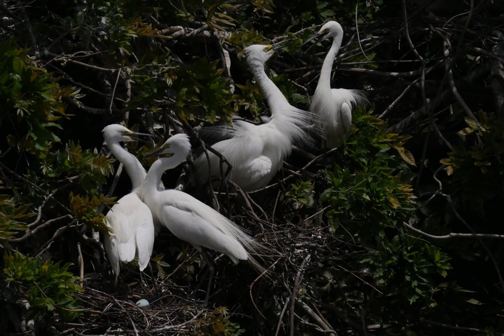 サギのコロニ-の様子