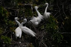 サギのコロニ-の様子