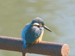 サギのコロニ-の様子