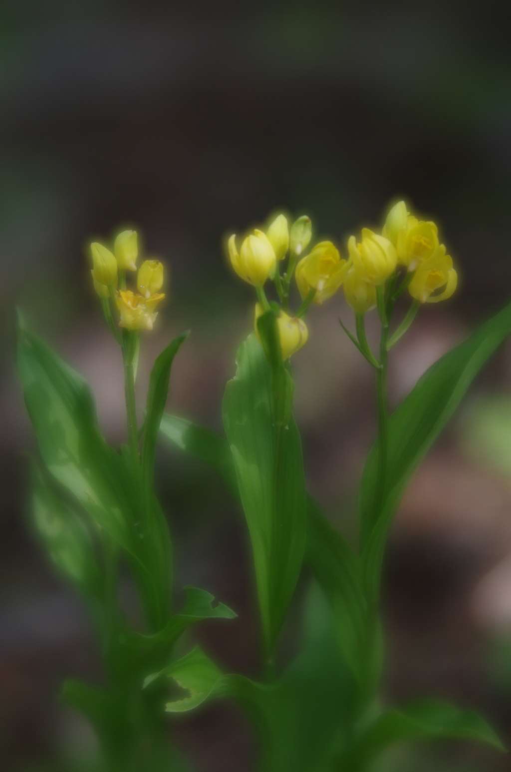 Lensbaby ソフトレンズ Velvet 56 56mm