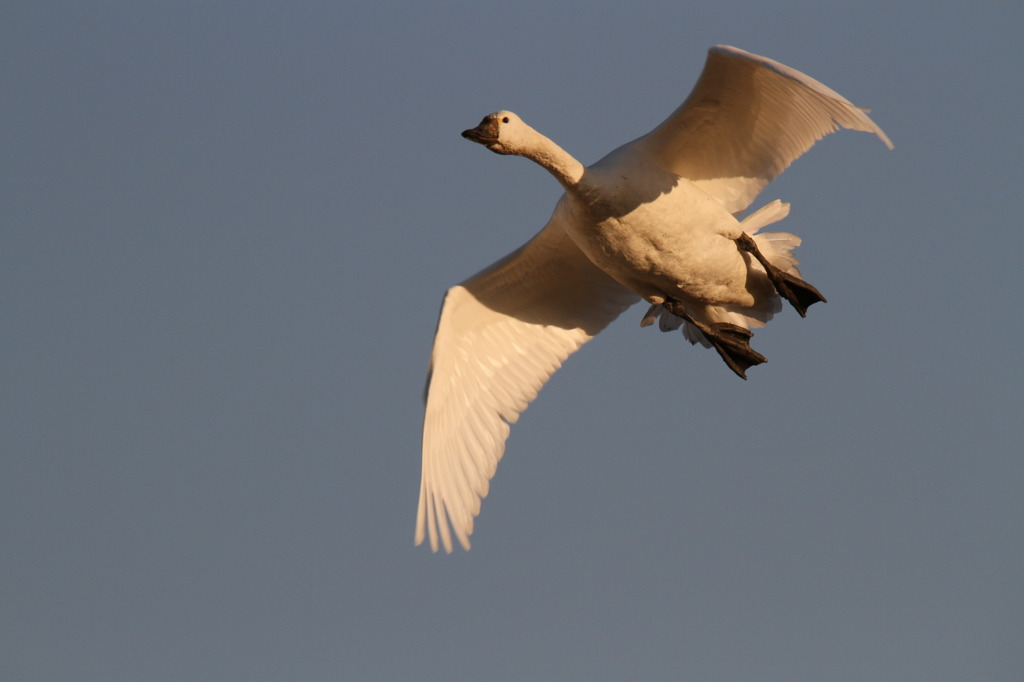 アメリカコハクチョウ