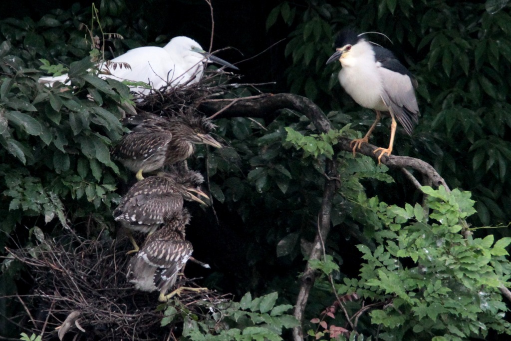 ゴイサギの餌やり