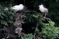 ゴイサギの餌やり