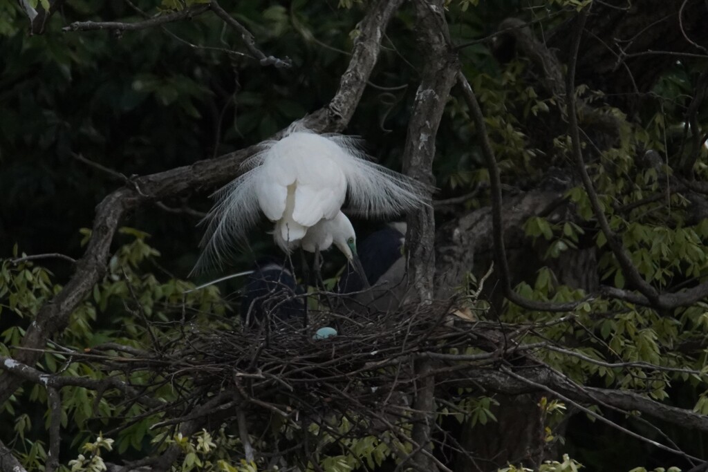 サギのコロニ-の様子