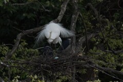 サギのコロニ-の様子