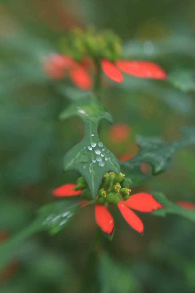 LENSBABY   EOSフルサイズ試写