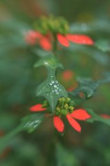 LENSBABY   EOSフルサイズ試写