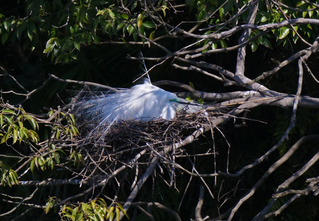 サギのコロニ-の様子