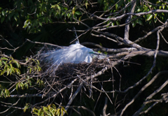 サギのコロニ-の様子