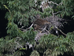 サギのコロニ-の様子